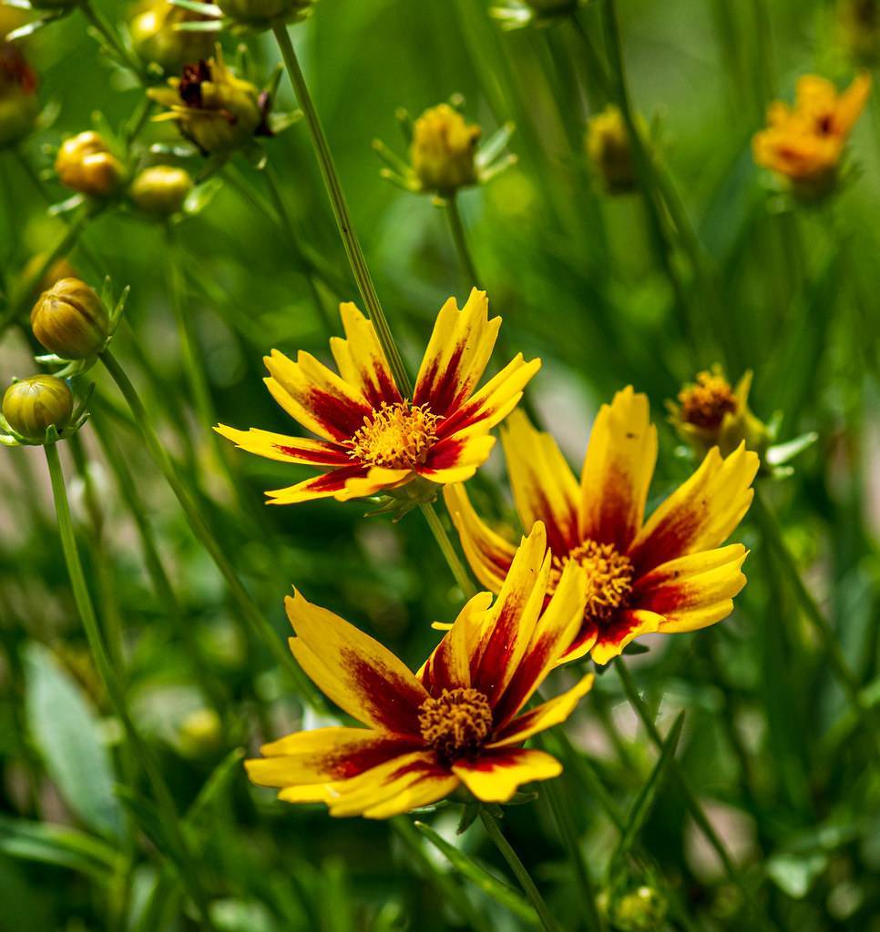 yellow-maroon flowers with pale-yellow center, gold-green buds and green leaves on light-green stems