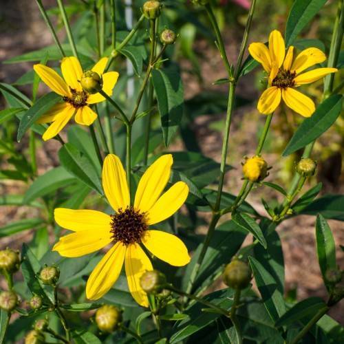 bright yellow flowers with brown-black center, green-yellow buds and green leaves on light-green stems