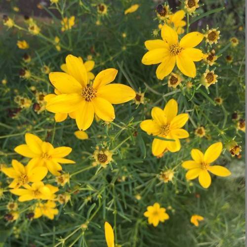 bright yellow flowers with yellow-black center, and green leaves on light-green stems