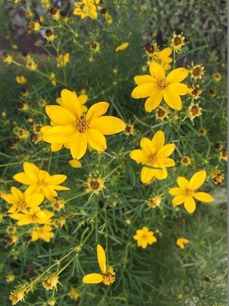 bright yellow flowers with yellow-black center, and green leaves on light-green stems