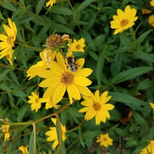 yellow flowers with yellow-brown center, green leaves and green-brown stems