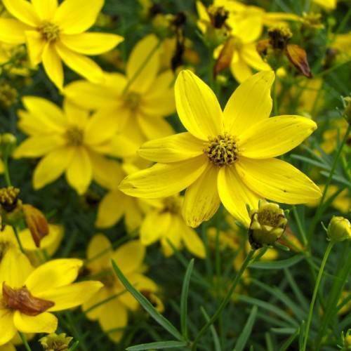 bright yellow flowers with yellow-black center, green-yellow buds and green leaves on light-green stems