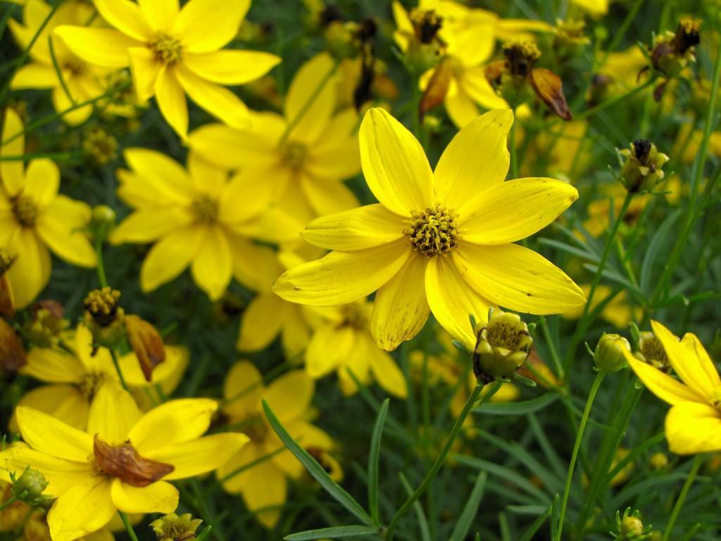 bright yellow flowers with yellow-black center, green-yellow buds and green leaves on light-green stems