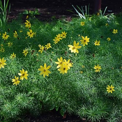 yellow flowers with dark-brown center, green leaves and stems
