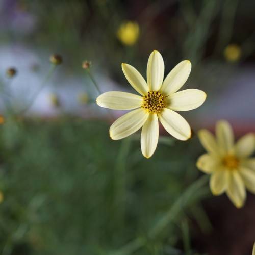 a light-yellow flower with a yellow-black center and stamens