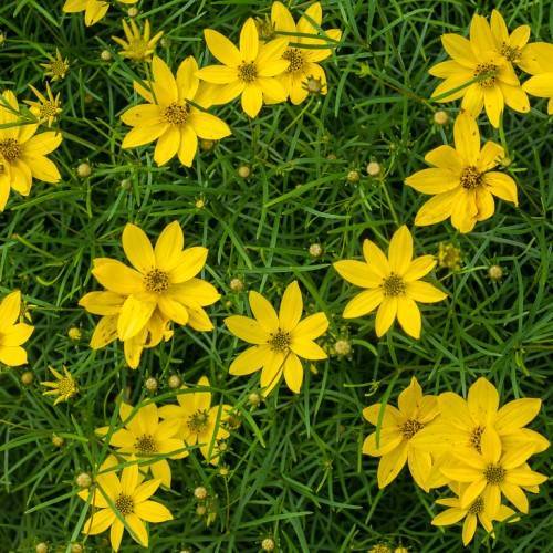 bright-yellow flowers with yellow-black center,  yellow buds and green stems
