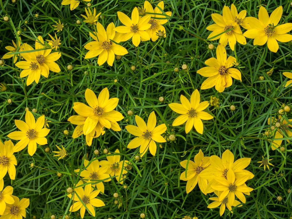 bright-yellow flowers with yellow-black center,  yellow buds and green stems