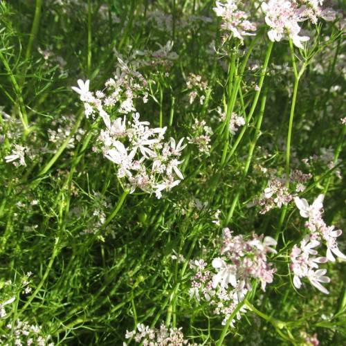 white-pink flowers with green foliage on light-green stems