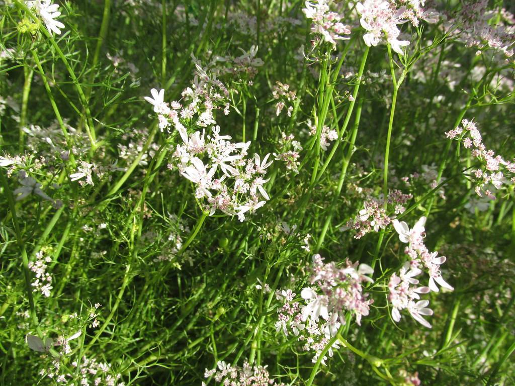 white-pink flowers with green foliage on light-green stems