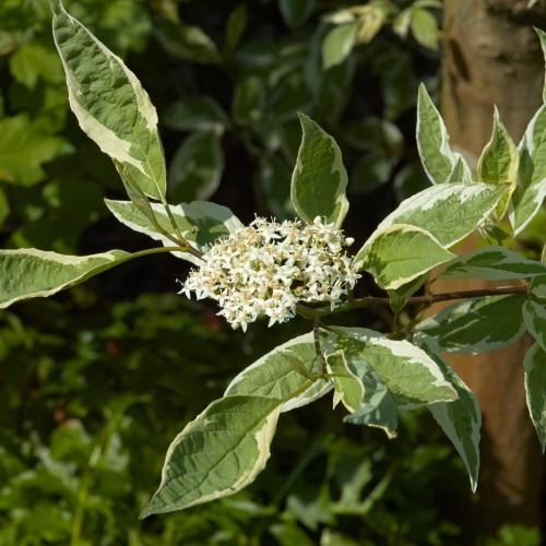 white flowers with beige center, white stamens, white-green leaves and green-brown stems
