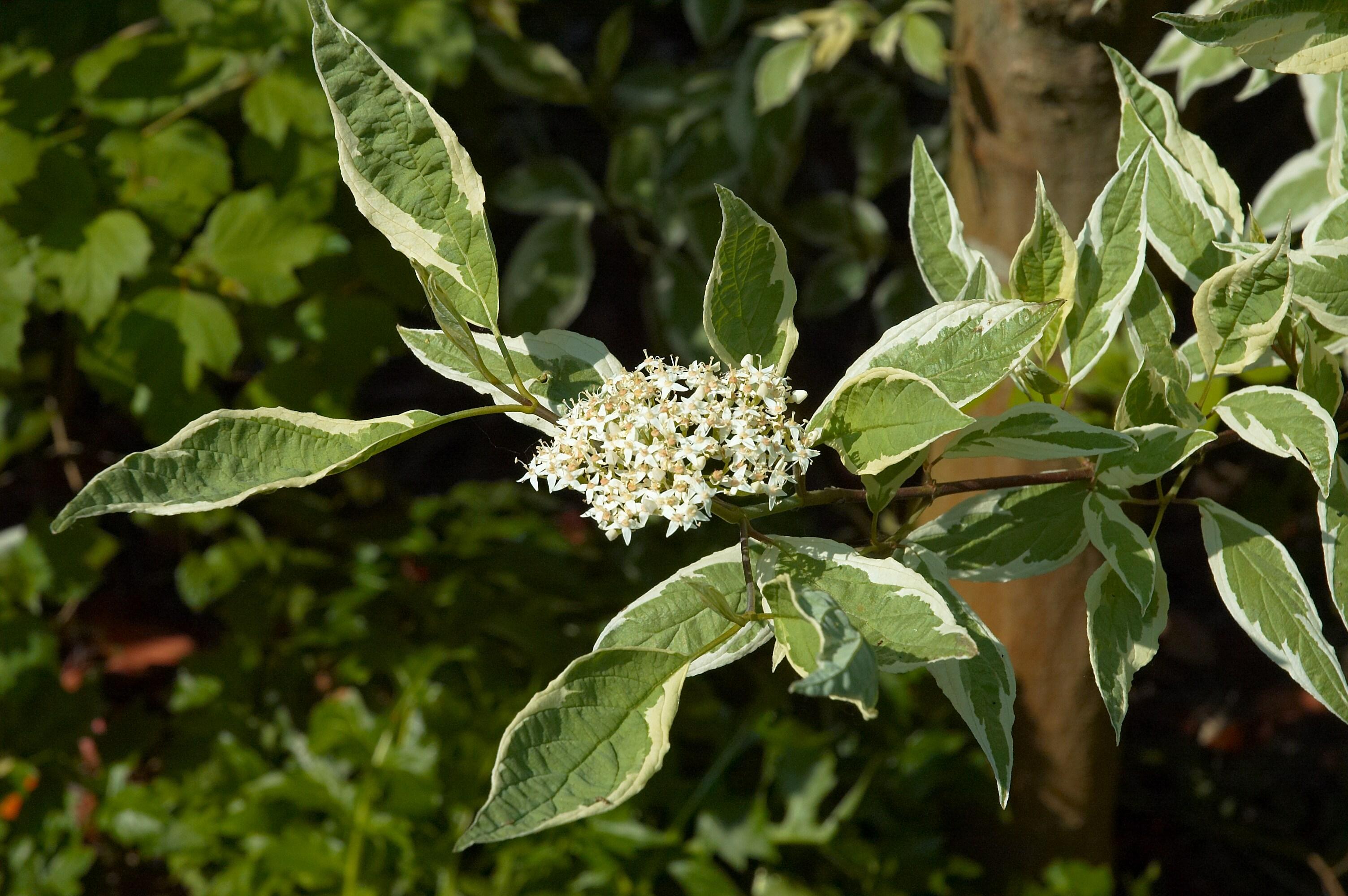white flowers with beige center, white stamens, white-green leaves and green-brown stems

