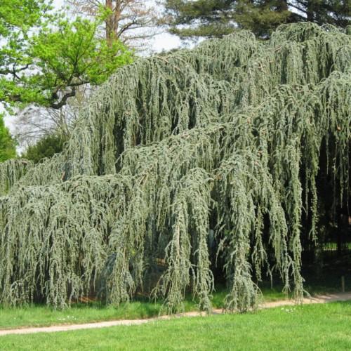 light-green foliage