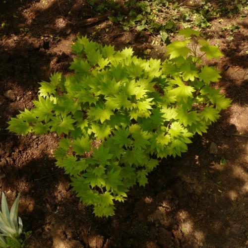 lime leaves with brown stems