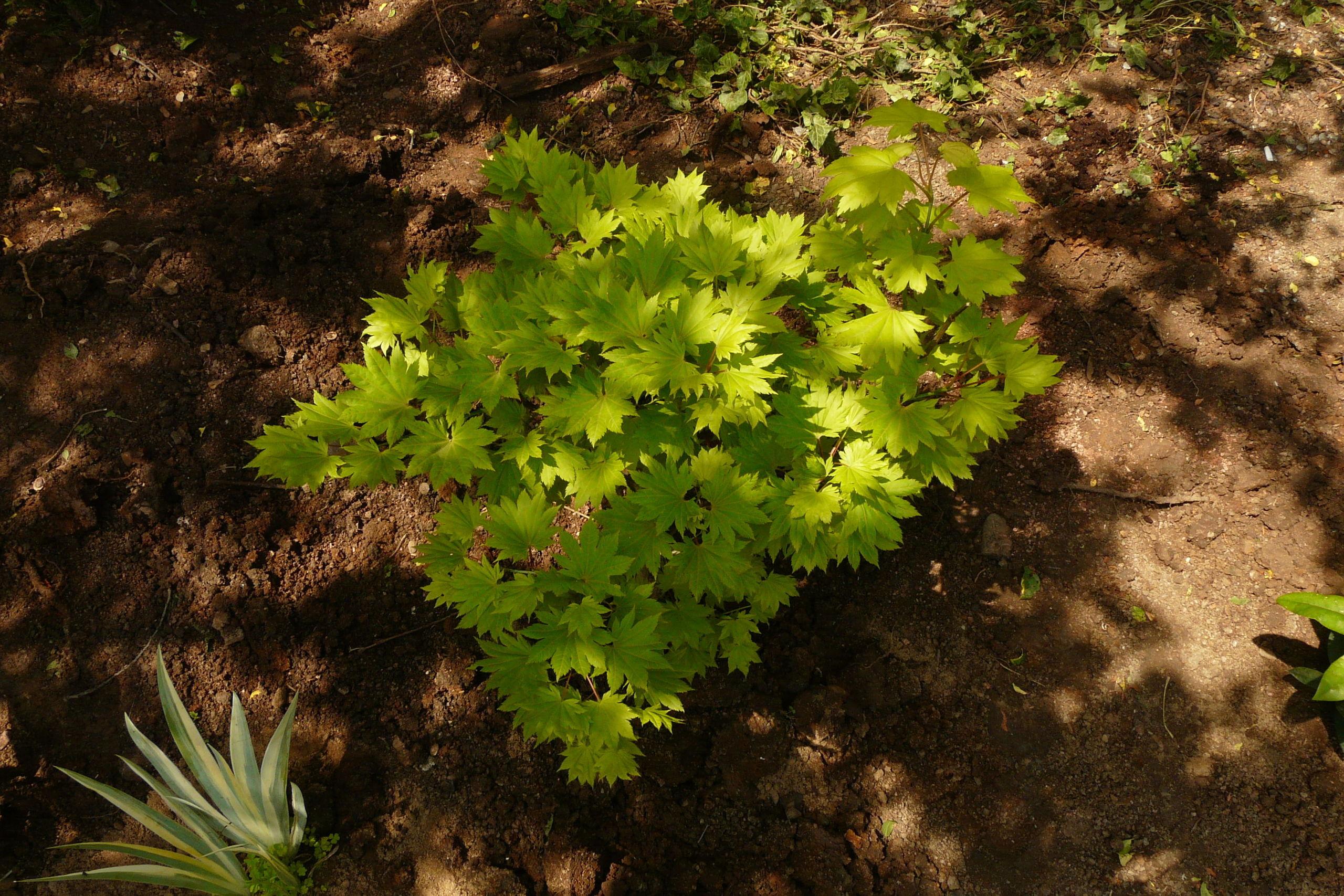 lime leaves with brown stems