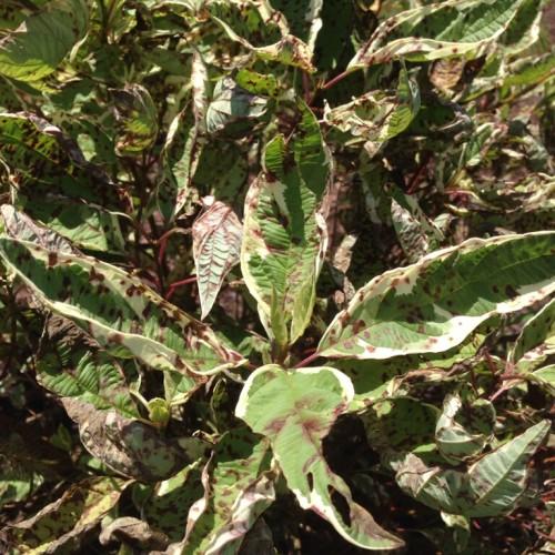 green-burgundy leaves with burgundy-pink stems