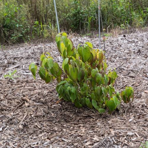 yellow-green leaves with green veins and midribs on brown stems