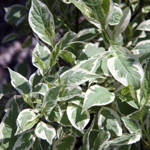 white-green foliage with green stems