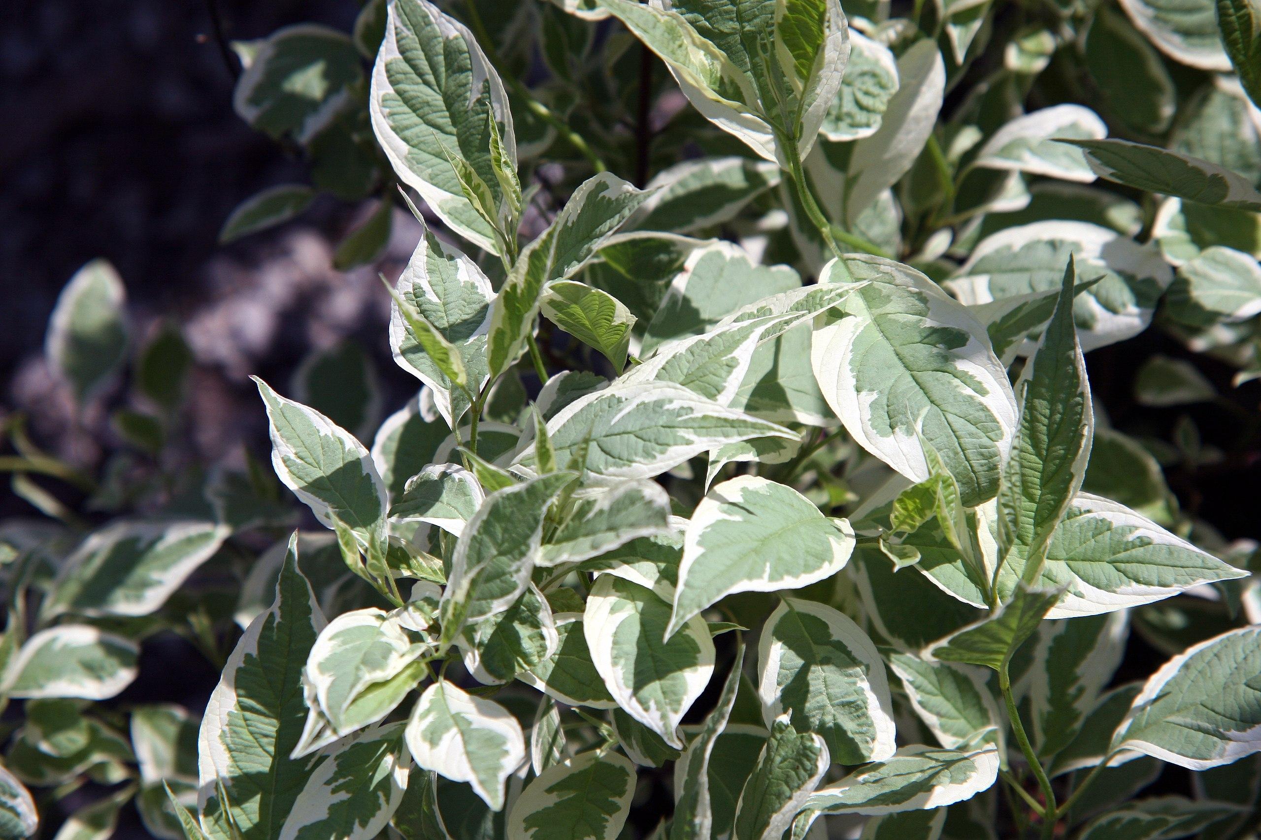 white-green foliage with green stems 