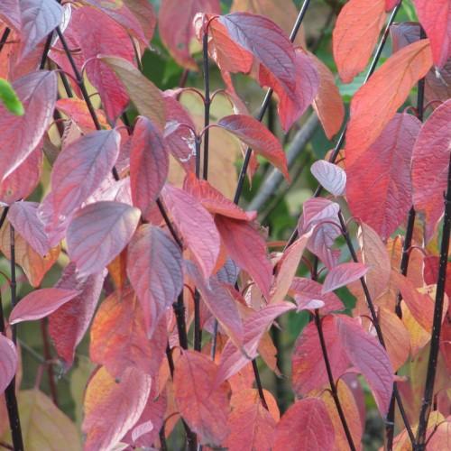 pink-gray leaves with brown-gray stems