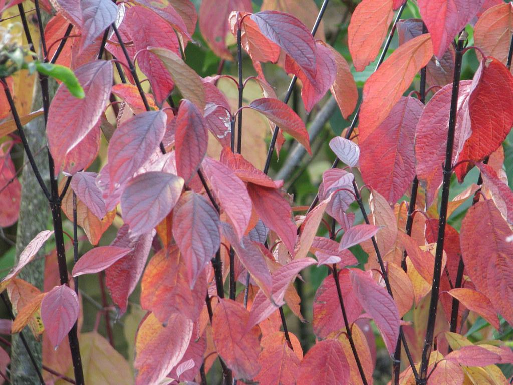 pink-gray leaves with brown-gray stems