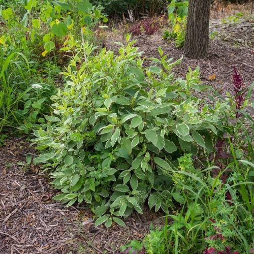 green-white leaves with green veins on brown stems