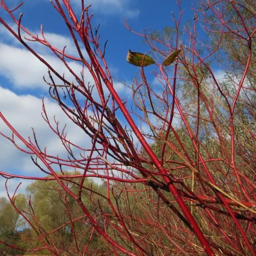 lime leaves with red branches