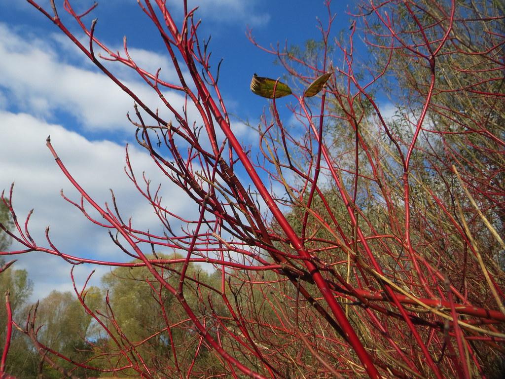 lime leaves with red branches
