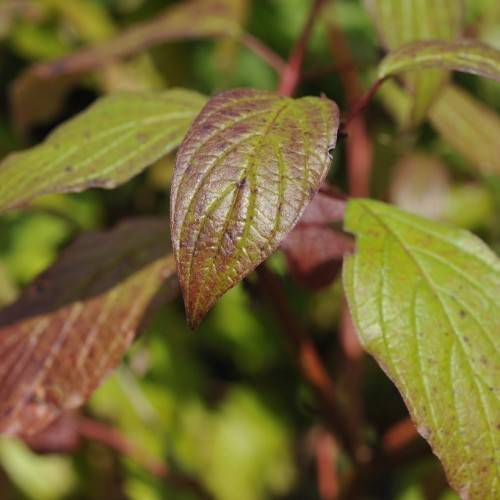 purple-green leaves with lime-green veins and midribs on red petioles and stems