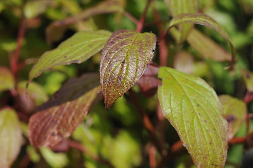 purple-green leaves with lime-green veins and midribs on red petioles and stems