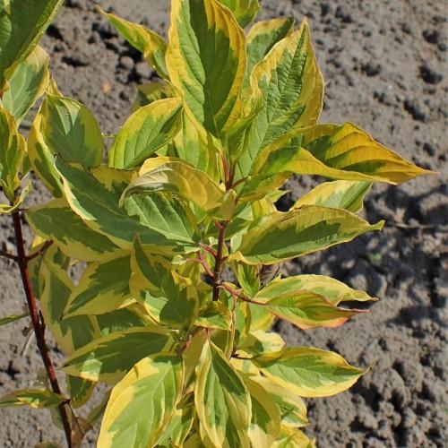 yellow-green leaves with brown-burgundy stems