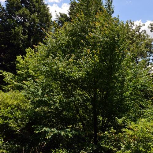 Brown branches having green leaves with tiny brown stem.


