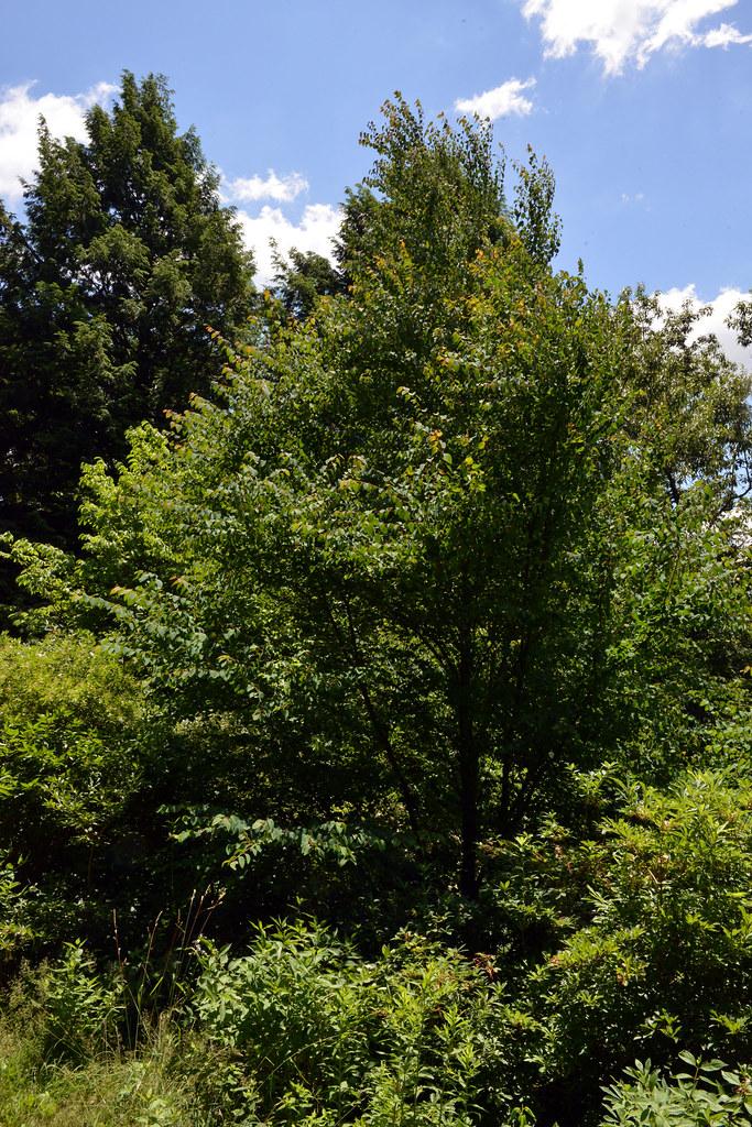 Brown branches having green leaves with tiny brown stem.

