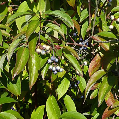 lime-burgundy leaves with blue-white fruits, burgundy-gray stems and branches