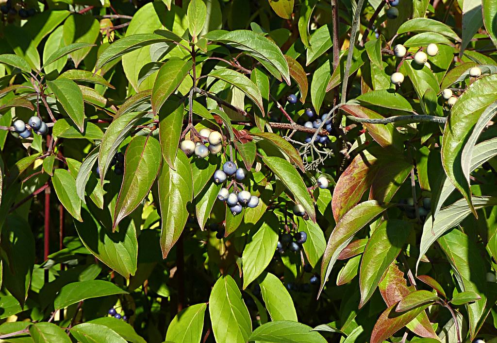 lime-burgundy leaves with blue-white fruits, burgundy-gray stems and branches