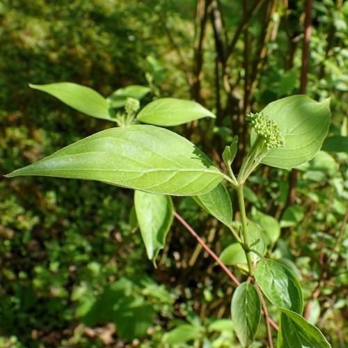 lime leaves and flowers with lime-pink stems