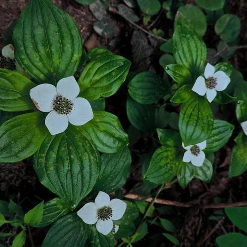 white flowers with white-purple stamens and green leaves with dark-green veins and midribs on green-brown stems