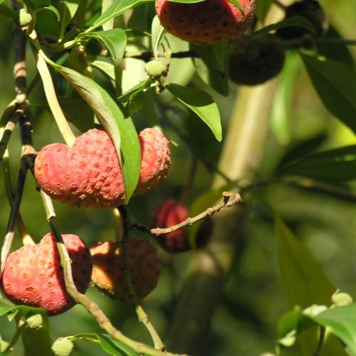 red fruits with lime-green leaves and green-beige branches
