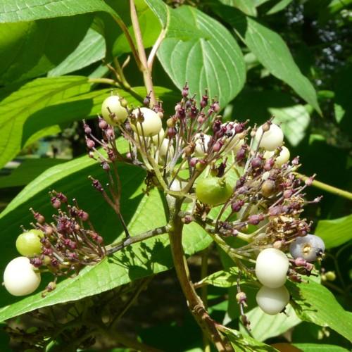 white-lime fruits with burgundy-purple buds, lime-green leaves and beige-green stems
