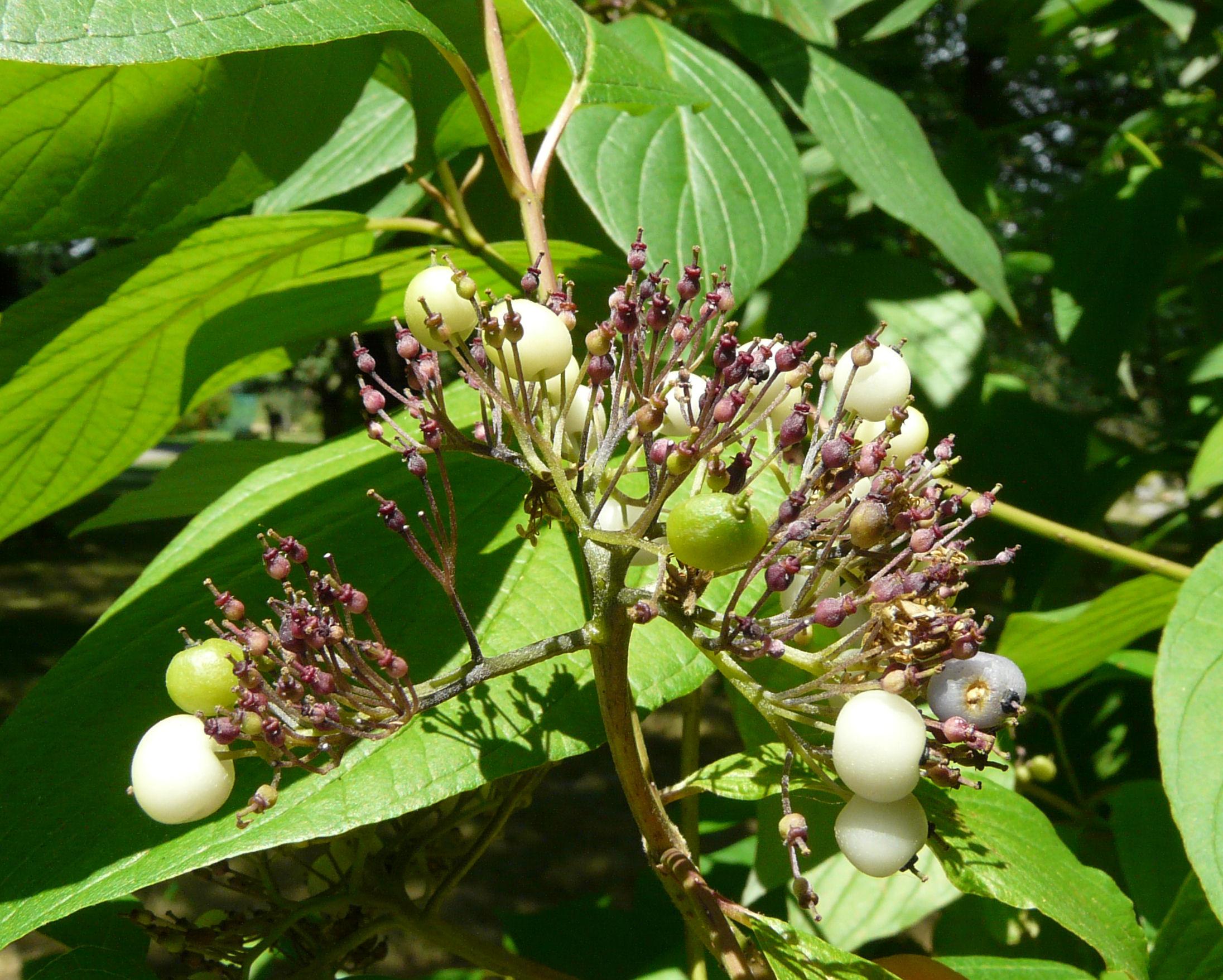 white-lime fruits with burgundy-purple buds, lime-green leaves and beige-green stems