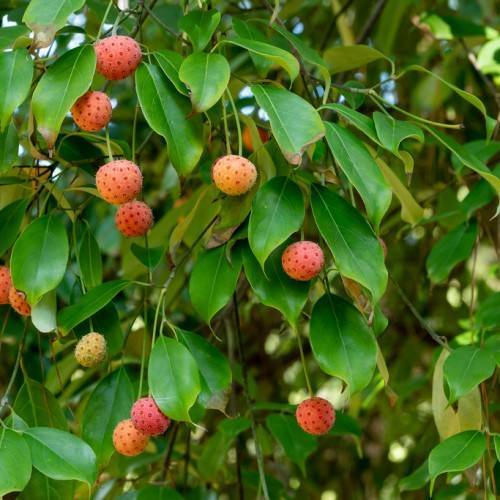 red-yellow fruits, green leaves with green veins and light-green midribs on light-green stems