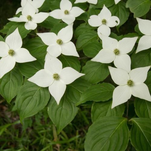 white flowers with green-yellow center, green leaves and stems