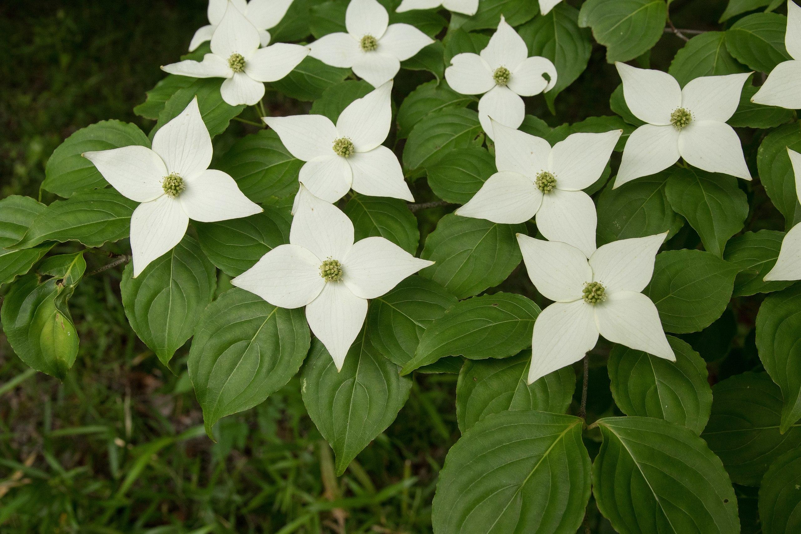 white flowers with green-yellow center, green leaves and stems
