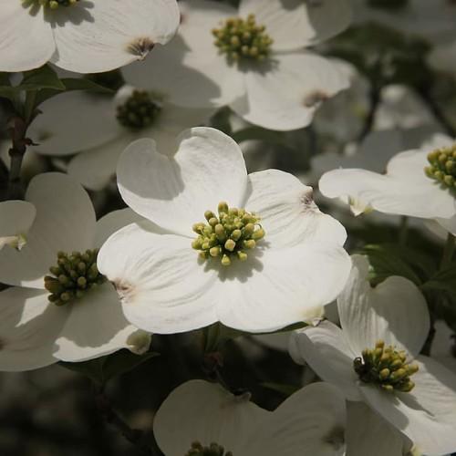 white flowers with yellow-green center, green leaves and stems