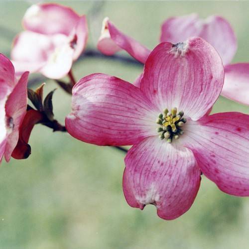 Pink-white flowers with yellow-black center and dark-green sepals on a dark-brown stem
