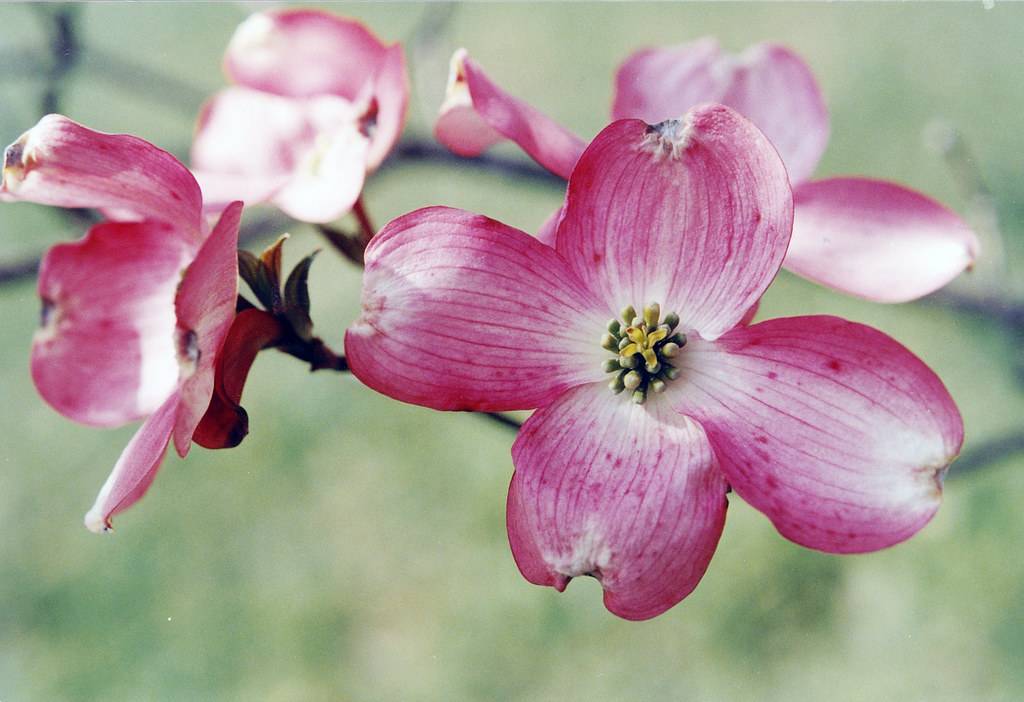 Pink-white flowers with yellow-black center and dark-green sepals on a dark-brown stem