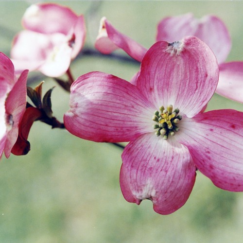 Magenta-white flower with yellow-lime center.