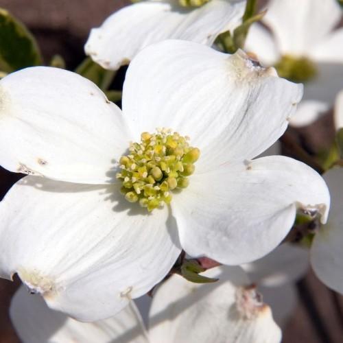 white-beige flowers with yellow-lime center, green foliage and stems