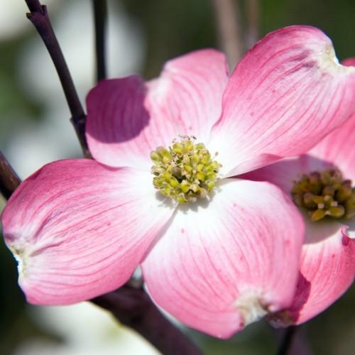pink-white flowers with yellow-lime center and dark-green stems