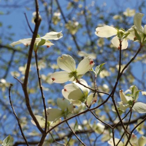white-red flowers with green sepals, leaves and dark-brown branches