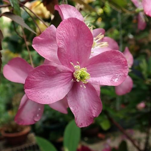 pink flowers with yellow-green center, white filaments and yellow anthers, green leaves and burgundy stems